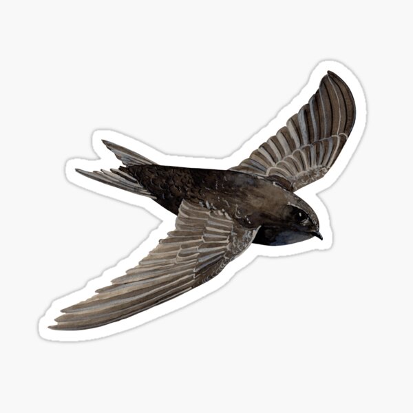 Vista previa del artículo con la obra «COMMON SWIFT-Apus apus», diseñado y vendido por BEATRIZ ABAITUA.