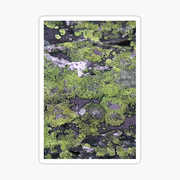 Item preview, lichen designed and sold by KathleenDawson.