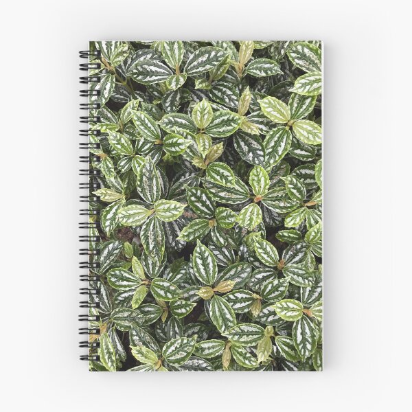 Item preview, Green and White Aluminum Plant (Pilea Cadierei) designed and sold by NDMD.