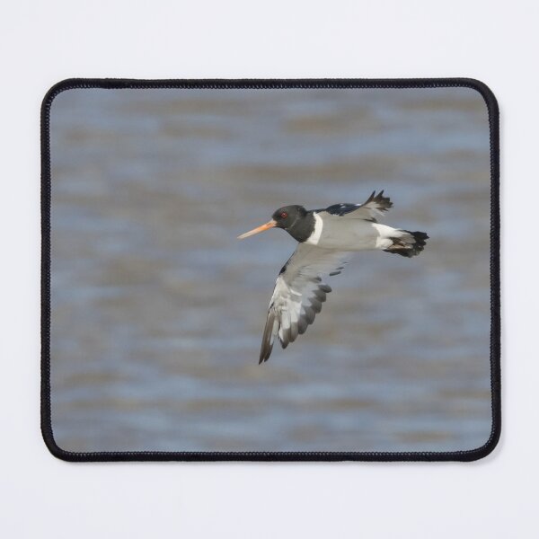 Item preview, Oystercatcher designed and sold by LaurenTucker.