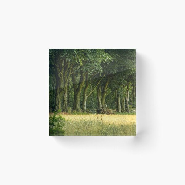 Item preview, Beech trees at Upper Moor, Derbyshire Dales. designed and sold by RobThorley.