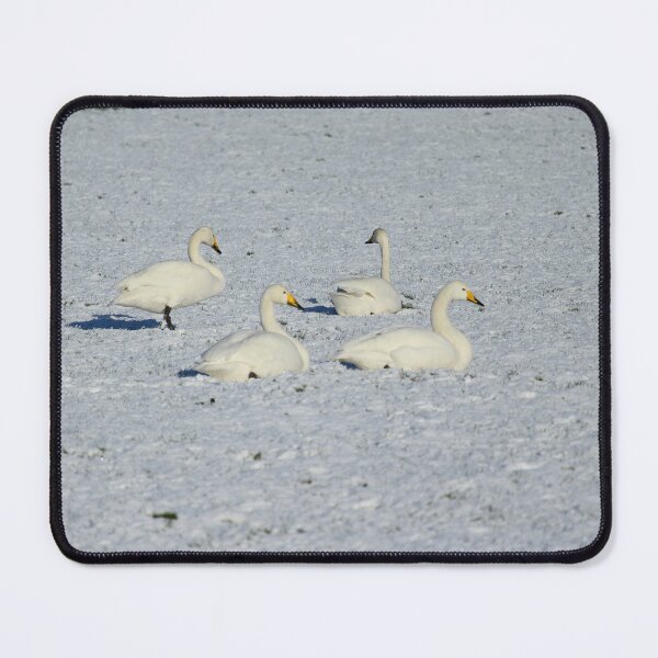 Item preview, Whooper Swans Donegal Ireland Snow designed and sold by eddiebarronshop.