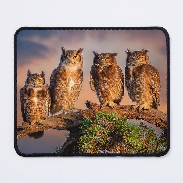 Item preview, The four owls designed and sold by AGaymard.