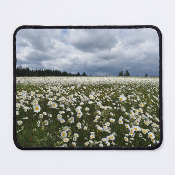 Item preview, A field of daisies in bloom designed and sold by Claude Laprise.