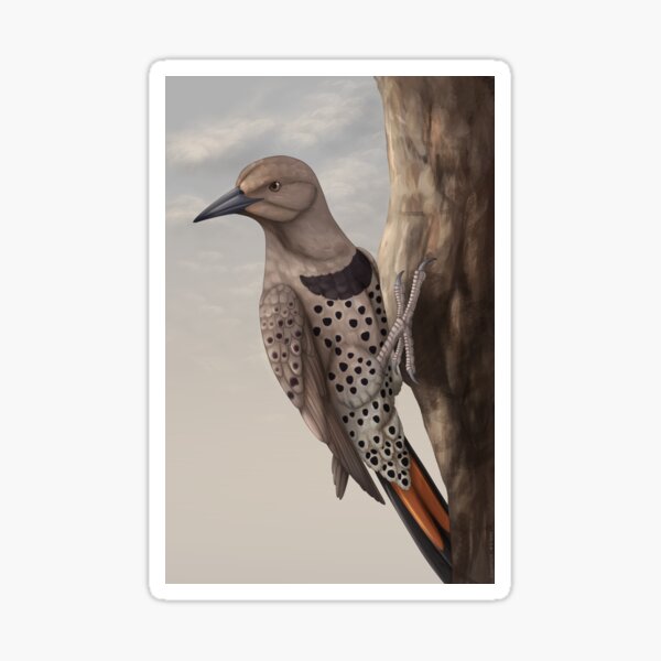 Item preview, Northern Flicker designed and sold by DragonArtist15.