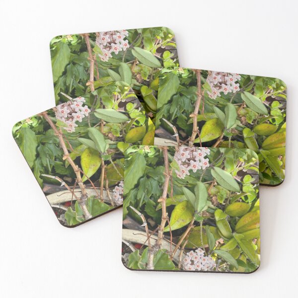 Item preview, Hoya flowers designed and sold by MoanaCoveCrafts.