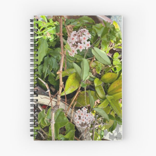 Artikelvorschau, Hoya-Blumen entworfen und verkauft von MoanaCoveCrafts.