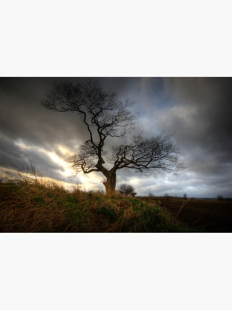 Thumbnail 3 of 3, Canvas Print, A tree designed and sold by james thow.