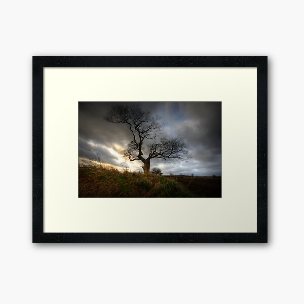 A tree Framed Art Print