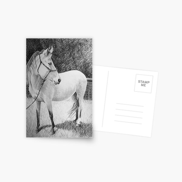 Horse by Adelaide Artist Avril Thomas Postcard