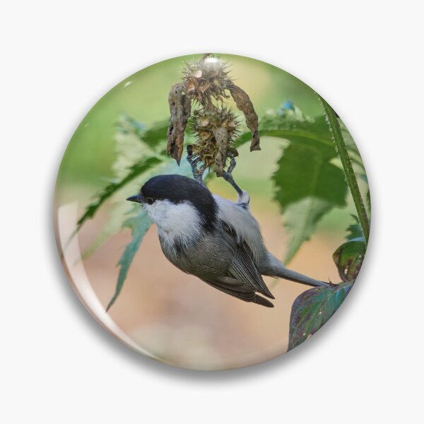Item preview, Seasons seeds. Willow tit designed and sold by Jouko Lehto Photography.