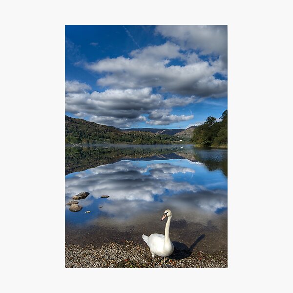 Item preview, Grasmere Swan designed and sold by Alisonchambers2.