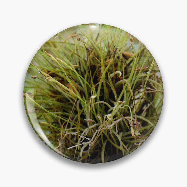 Item preview, Air Plant epiphyte designed and sold by MercerImages.