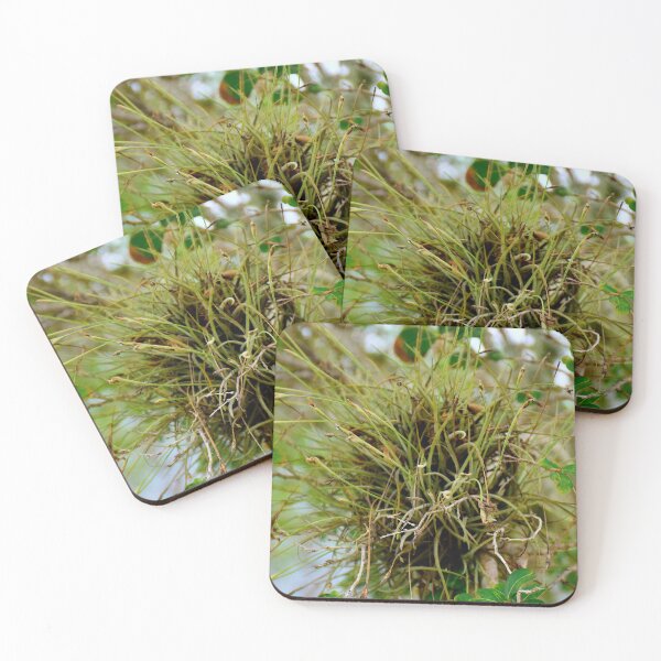 Item preview, Air Plant epiphyte designed and sold by MercerImages.