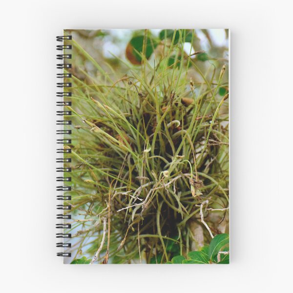 Item preview, Air Plant epiphyte designed and sold by MercerImages.