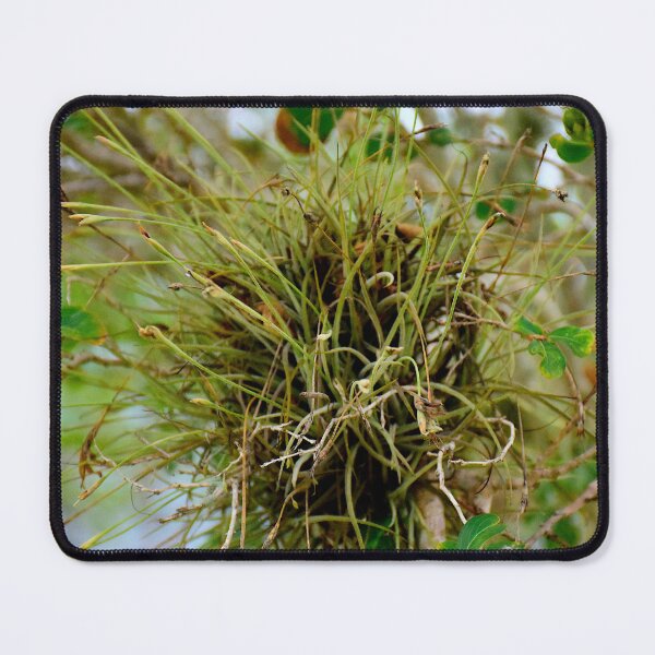 Item preview, Air Plant epiphyte designed and sold by MercerImages.
