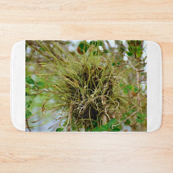 Item preview, Air Plant epiphyte designed and sold by MercerImages.
