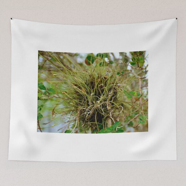 Item preview, Air Plant epiphyte designed and sold by MercerImages.