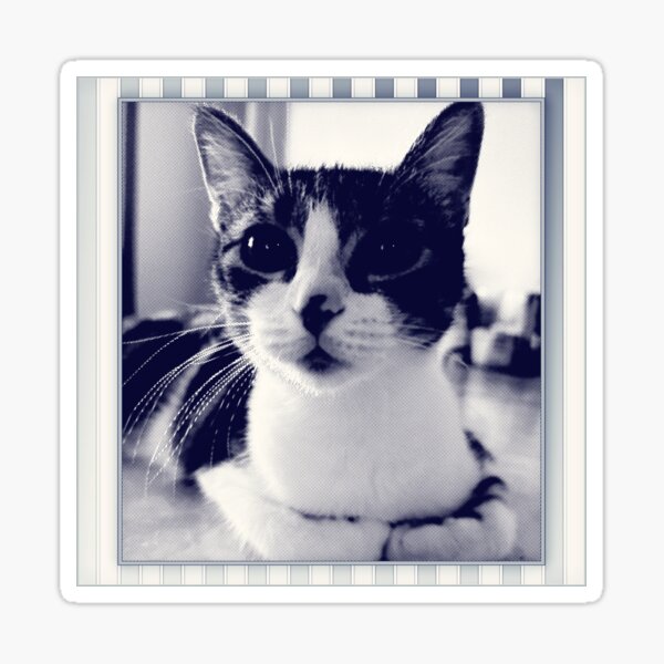Cat Digital Art Sticker