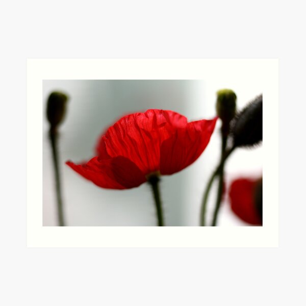 poppy Kunstdruck