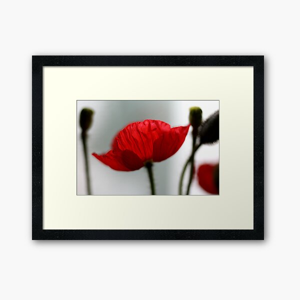 poppy Framed Art Print