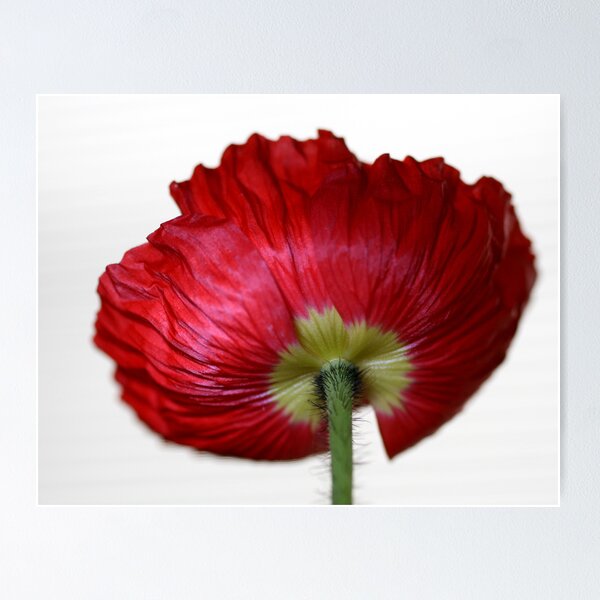| Flower Posters for Mohn Sale Redbubble