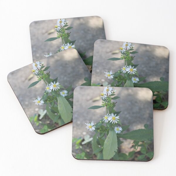 Item preview, Panicled aster  designed and sold by McFleur's Lens.