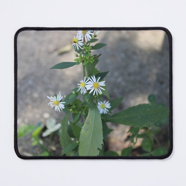 Item preview, Panicled aster  designed and sold by McFleur's Lens.