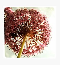 Flower Explosion Photographic Print