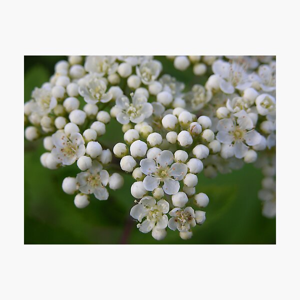 Artikelvorschau, Blüte des Ebereschenbaums. entworfen und verkauft von Lindamell.