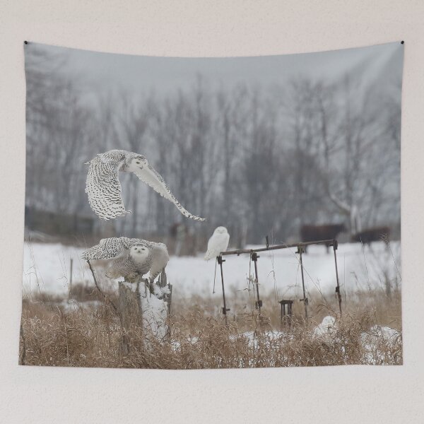 Item preview, 4 snowy owls designed and sold by locustgirl.