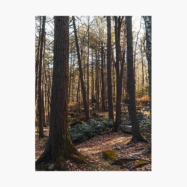 Item preview, Forest Paths designed and sold by DeloreStudio.
