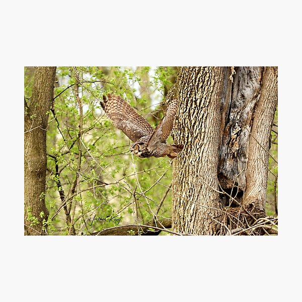 Item preview, Great horned owl on the hunt designed and sold by locustgirl.