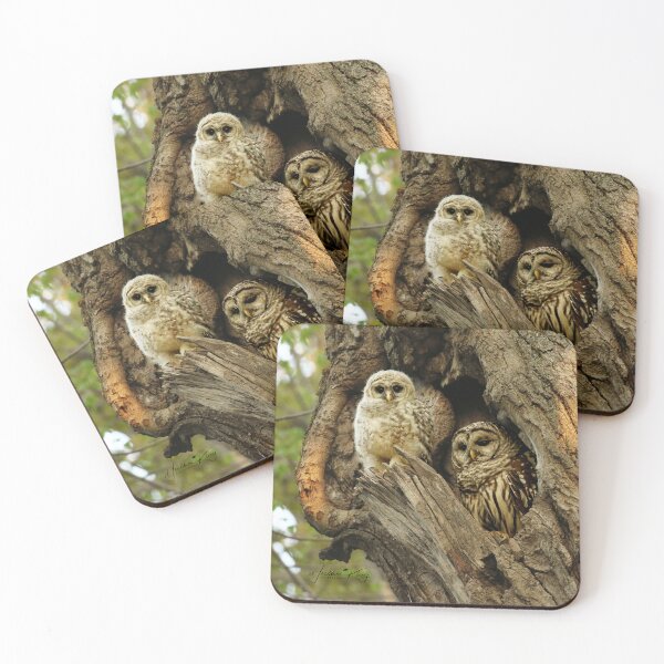 Item preview, Mom and her baby owl ~ (NEW precious video part 4 in description) designed and sold by locustgirl.