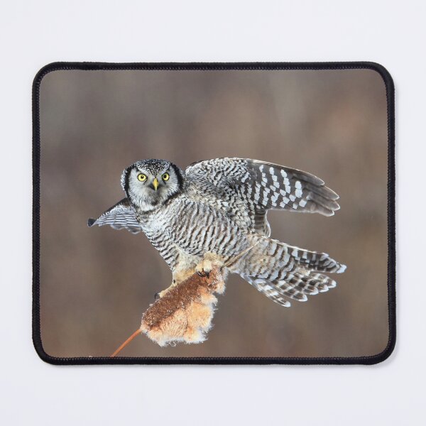 Item preview, Hawk owl on cattail designed and sold by locustgirl.