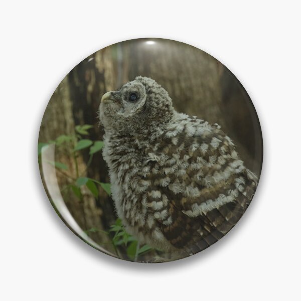 Item preview, Baby barred owl designed and sold by locustgirl.