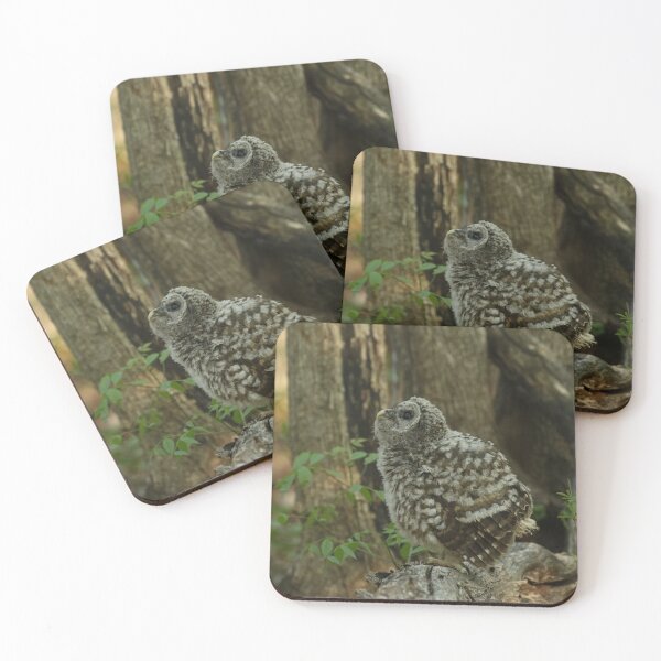 Item preview, Baby barred owl designed and sold by locustgirl.