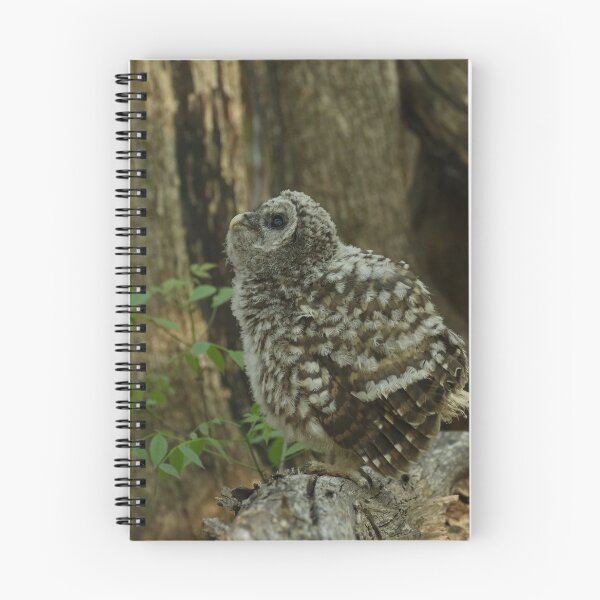 Item preview, Baby barred owl designed and sold by locustgirl.