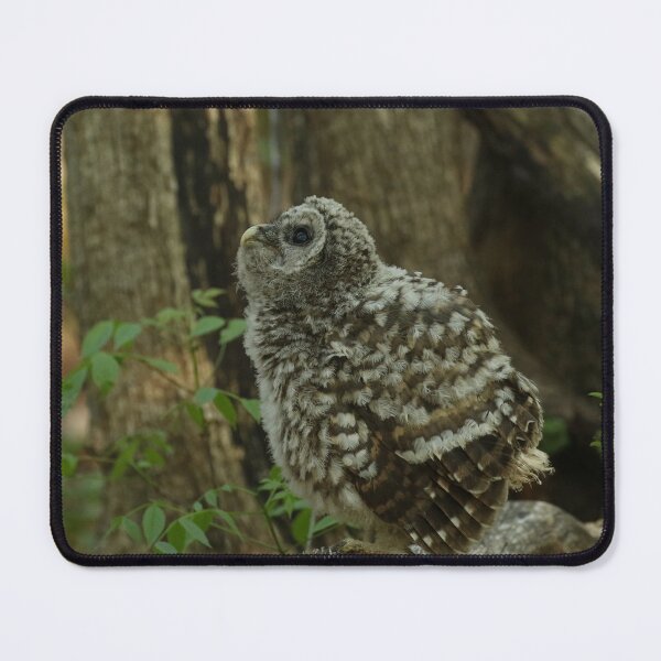 Item preview, Baby barred owl designed and sold by locustgirl.