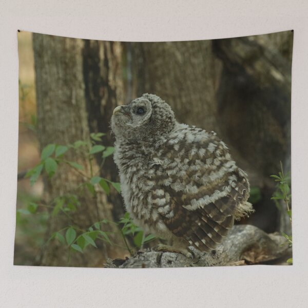 Item preview, Baby barred owl designed and sold by locustgirl.