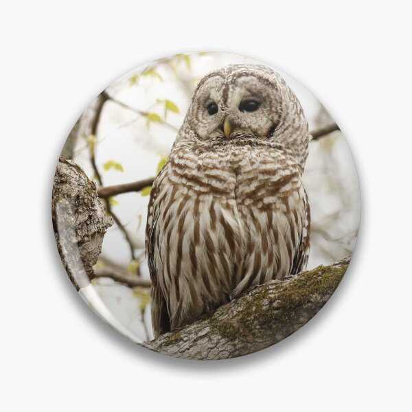 Item preview, Barred Owl Beauty designed and sold by locustgirl.