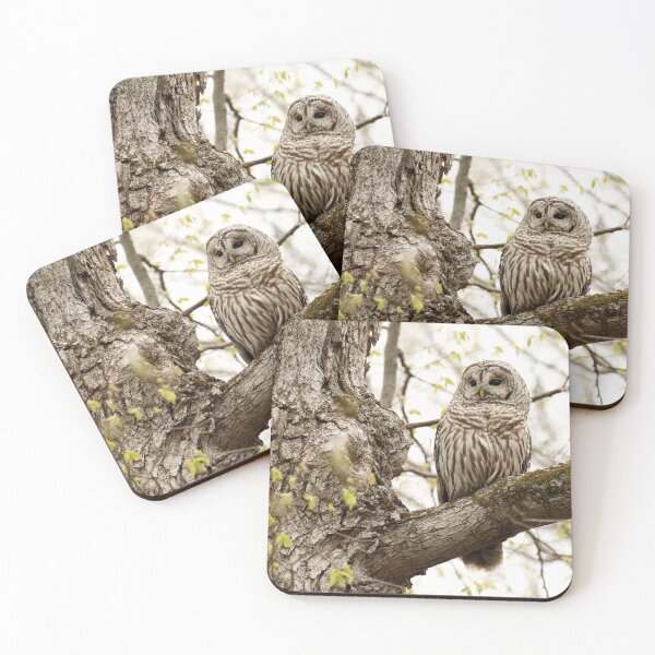 Item preview, Barred Owl Beauty designed and sold by locustgirl.
