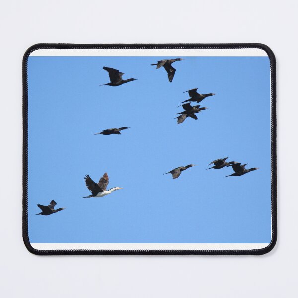 Item preview, One of these Cormorants is not like the others designed and sold by BirdsAlive.