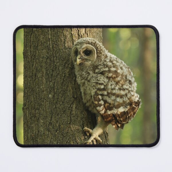 Item preview, baby owls climb trees designed and sold by locustgirl.