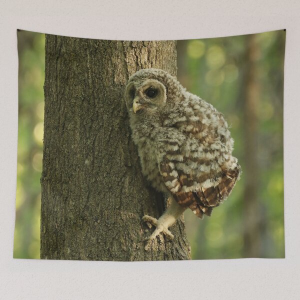 Item preview, baby owls climb trees designed and sold by locustgirl.