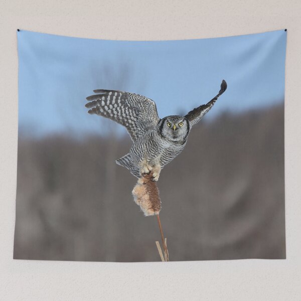 Item preview, Half hawk half owl designed and sold by locustgirl.