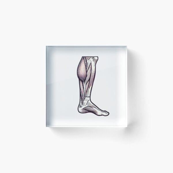 Item preview, Calf Muscle  designed and sold by simon5711.