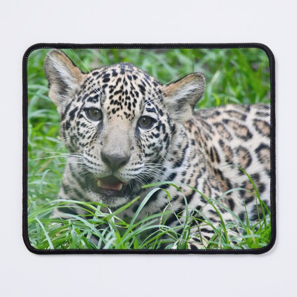 Item preview, Jaguar Cub in the Grass designed and sold by richardbryce.