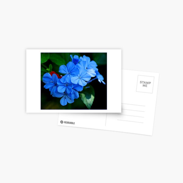 Homegrown Postcard