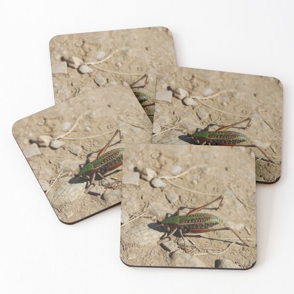 Item preview, Cricket being a cricket designed and sold by Twigsnb.